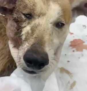 Cachorro ferido em tratamento