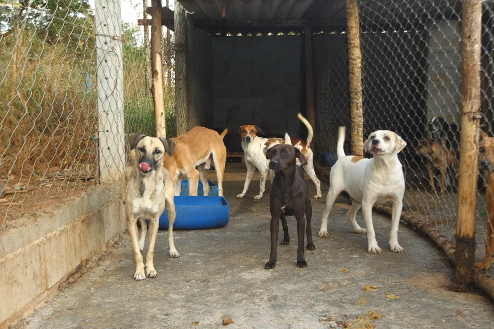 Cães no canil aguardando atendimento