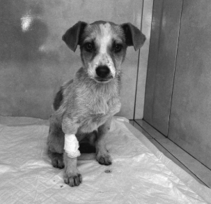 Filhote em tratamento