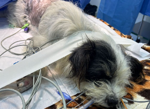 Cachorro em cirurgia