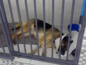 Cachorro em recuperação na gaiola