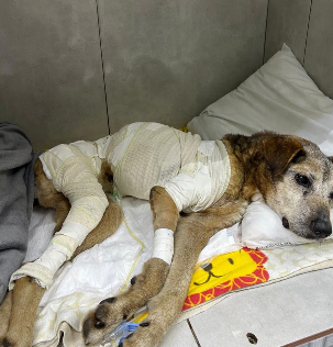 Cachorro enfaixado em recuperação