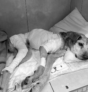 Cachorro em recuperação